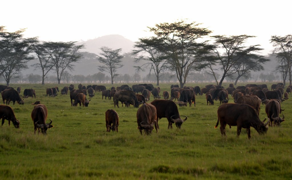 Nairobi – Maasai Mara National Reserve